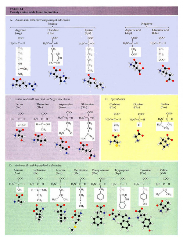 amino-acid-cmbiwiki