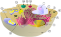 Biological cell.png