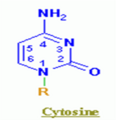Cytosine.png