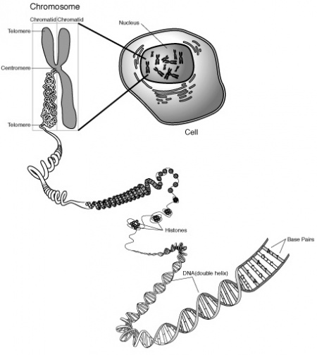 Chromosome - CMBIwiki