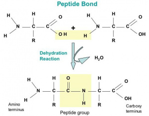 Peptide bond - CMBIwiki