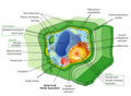 Plant cell structure svg.svg.png